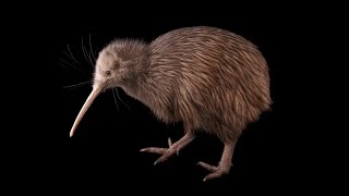 The Māori Legend of the Kiwi Bird and the Forest God Tāne