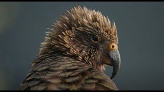 Conserving Kea in Matukituki Valley