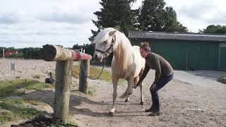 Lær din hest at stå stille ved hovløft