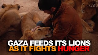 Gazans care for zoo lions as they fight famine