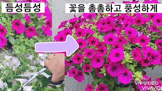 화초를 늦 가을까지 아름답고 풍성하게 꽃을 피우는 방법과 패츄니아 꽃을  촘촘하게 피게 하는 방법.