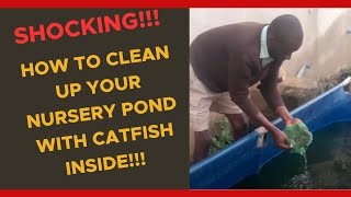 How to clean up your nursery pond with catfish inside.