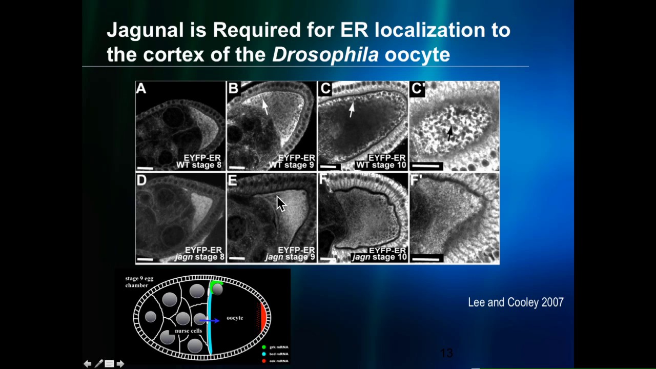 B Riggs: Asymmetric ER partitioning is dependent on Jagunal in the early Drosophila embryo.