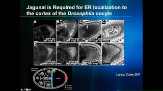 B Riggs: Asymmetric ER partitioning is dependent on Jagunal in the early Drosophila embryo.