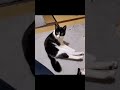 密かに腹筋を鍛える猫 shorts cat 猫 保護猫 猫動画 筋トレ女子