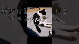 密かに腹筋を鍛える猫#shorts #cat #猫 #保護猫 #猫動画 #筋トレ女子