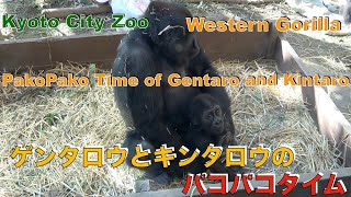 Western Gorilla、Gentaro and Kintaro PakoPako Time. 京都市動物園・ニシゴリラのゲンタロウとキンタロウのパコパコタイム