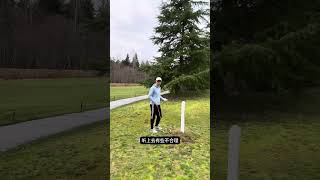 高尔夫规则：白桩影响我的击球了怎么办？Golf rules: white stakes are interfering my swing