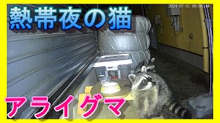 【熱帯夜】地域猫，アライグマ