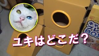 お気に入りの箱で寛ぐ白猫ユキ♪ White cat Yuki relaxes in favorite box