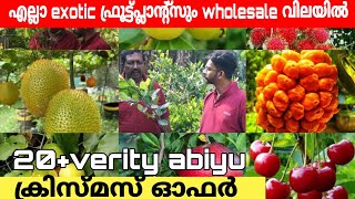 ക്രിസ്മസ് ഓഫർ പ്ലാന്റുകൾ വൻ വിലക്കുറവിൽ |fruits plants nursery kerala