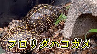 ハコガメたちの庭飼育場をメンテナンス【カメ】