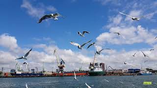 seagulls flying slow motion