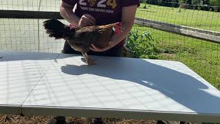 2020 poultry show, showing brown leghorn chicken