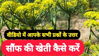 सौंफ की खेती कैसे करें, कब करें//Fennel crop Nagaur-Rajasthan