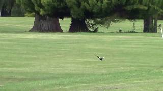 Magpie Flying Batlow