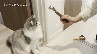 換毛期の猫に熊手型ブラシ使ったら爆抜けだったｗ