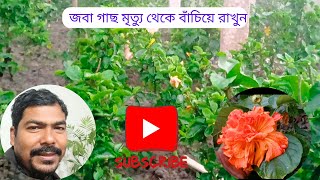 জবানগাছকে সঠিক ও সুন্দর রাখতে/গুটি কয়েক টিপস ফলো করুন/সহজেই পারবেন করতে সুন্দর গাছ