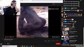 xQc gets Jebaited and watches TOS gorilla meme (BANNED NOW)