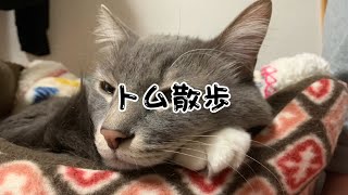 猫散歩【＃１】【猫動画】