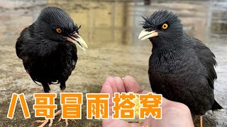 八哥做窝第三天，冒雨找材料做窝，被淋成落汤鸡【叁伍萌宠】