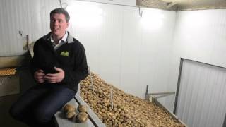 Simplot Innate GM potatoes