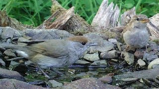 Hausrotschwanz, Mönchsgrasmücke, Feldsperling, Grünfink am Vogelbad. Eifel bei Dohr