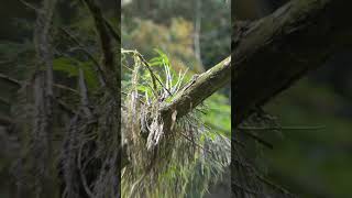 花はまだ咲いてませんが😆　高尾山のセッコク（Dendrobium moniliforme）Epiphytic orchids of Mt. Takao