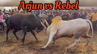 Arjun vs Rebel l Bull Fight l Zunj