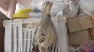 Büyük Yavru Keklik Sesi - piccola pernice Petek_193_ baby Partridge Baby Rebhuhn アラビアヤマウズラの子犬 鹧鸪 Per