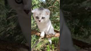 A Cute Cat On A Tree