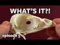 What's it? Wednesday! Skull Challenge episode 5