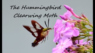 The Hummingbird Clearwing Moth