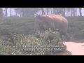 IND251 - Human-elephant conflict in Assam