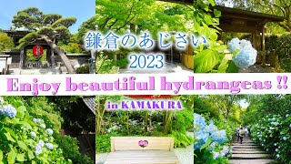 【あじさい寺】【鎌倉】【4K】早咲きのあじさいを巡る / 明月院 / 長谷寺 / 一条恵観山荘 / 御霊神社前、 江ノ電とあじさい / 2023