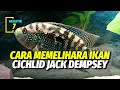 CARA MEMELIHARA IKAN CICHLID JACK DEMPSEY | AKUATIK7