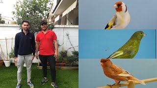 VISITAMOS EL AVIARIO DE MI AMIGO SERGIO (jilgueros y canarios) // LA CRIA DE CANARIO