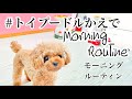 お疲れ様気味⁉️ 毎日恒例の朝のスイッチオン　モーニングルーティン‼️保護犬ミニチュアダックスとトイプードル2匹の多頭飼いの家