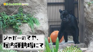 【東山動植物園公式】ジャガーのマヤ、屋内運動場にて《 ジャガー 》