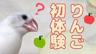 【字幕付き】文鳥達にりんごを食べてもらいました