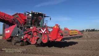 Aardappels Rooien 2016 - Dewulf Kwatro - potato harvester machine  | Zeebiesweg, Biddinghuizen (NL)