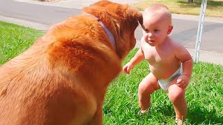 Cute Dogs and Babies are Best Friends - Dogs Babysitting Babies Video
