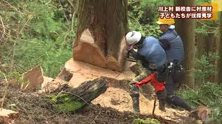 川上村 新校舎に村内産の吉野材　 子どもたちが村有林の伐採を見学