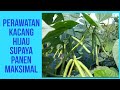 Perawatan Kacang Hijau Supaya Panen Maksimal.  #kacanghijau, #perawatankacanghijau