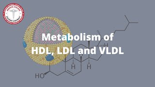 Metabolism of HDL, VLDL \u0026 LDL