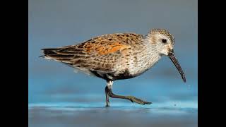 Turnstone and Stints