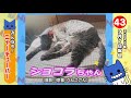 2021年のスタートは猫と一緒に！ニャーチューバー86連発！！今年もよろしくにゃーん！【マスクにゃんニュース新春sp】