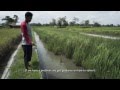 Indonesia Rice-Fish Farming