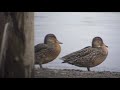 野鳥撮影・ 鴨が帰ってきた「ヒドリガモ」と「コガモ」