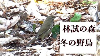 2025年01月の林試の森公園の野鳥Wild Birds in January at Rinshinomori Park